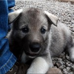 Unghundsmästerskapet 2015 Unghundsmästerskapet 2015